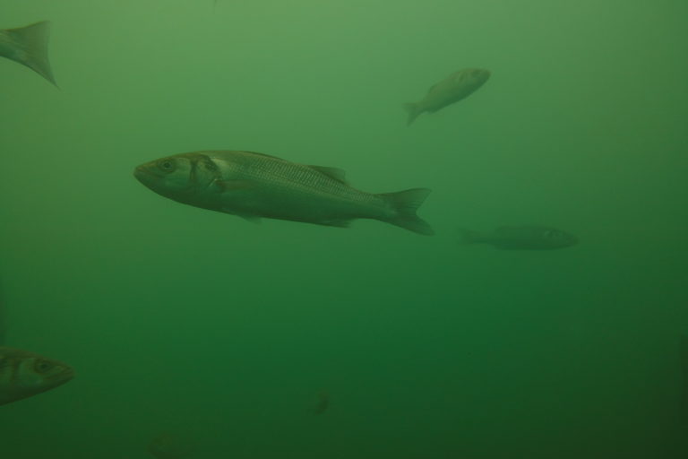 several fish underwater