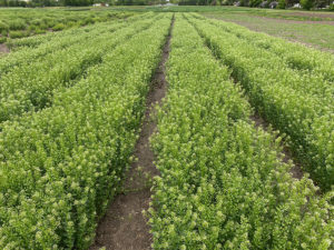 A field of crops/plants