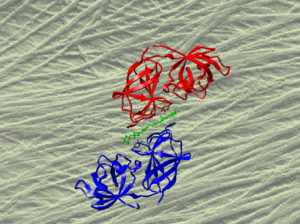 a picture of a cell wall