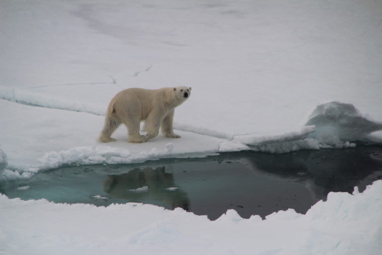 a polar bear