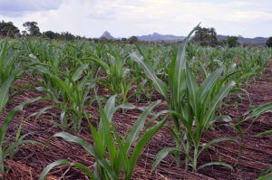 crops and plants in dirt