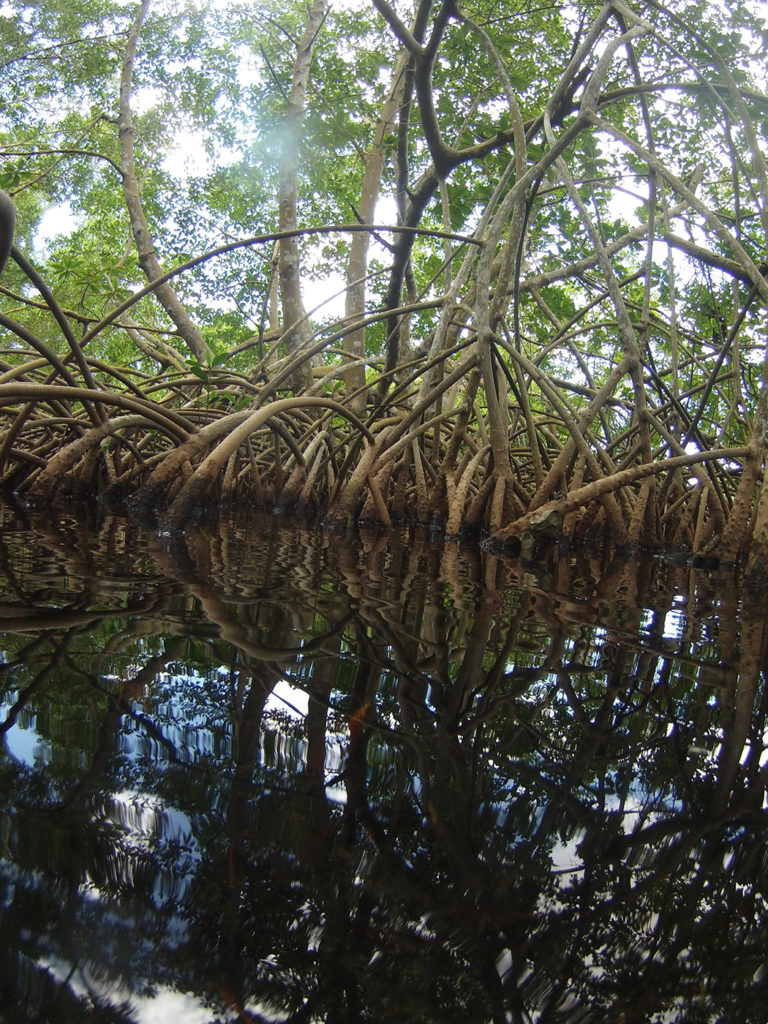 trees in water