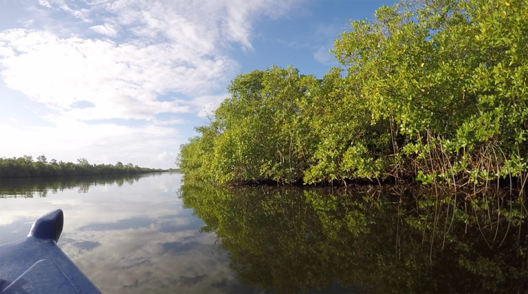 a view of trees in water