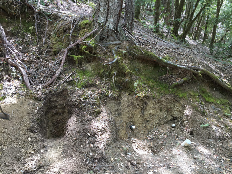 a wooded area with trees and dirt abound