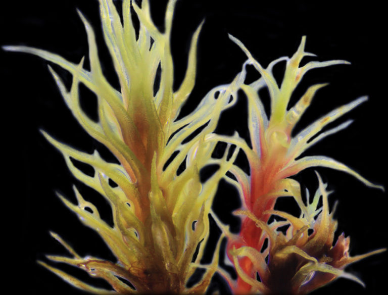 plants with orange and yellow coloring