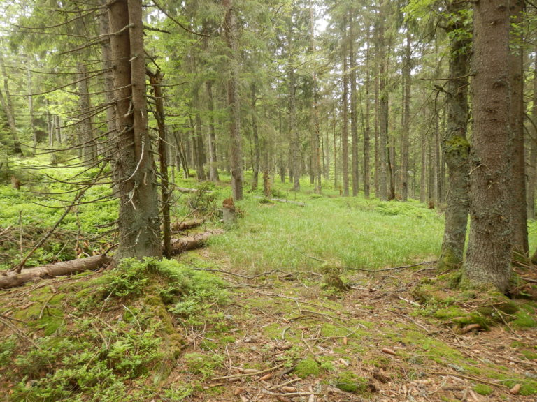 a coniferous forest