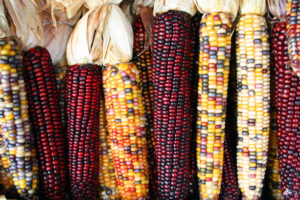 corn