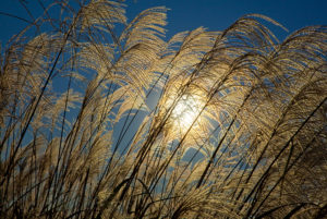 grass in the sun