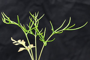 a green fern on a black background