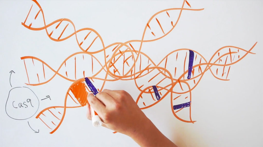 a white board with several DNA strands drawn on it