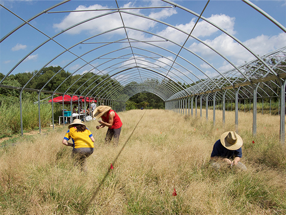 a group of people working in grassy fields