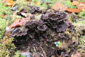 a fungi in a forest