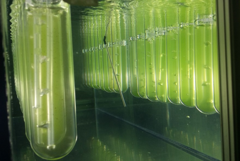 algae in tubes