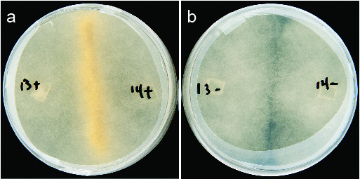 two different samples of fungi