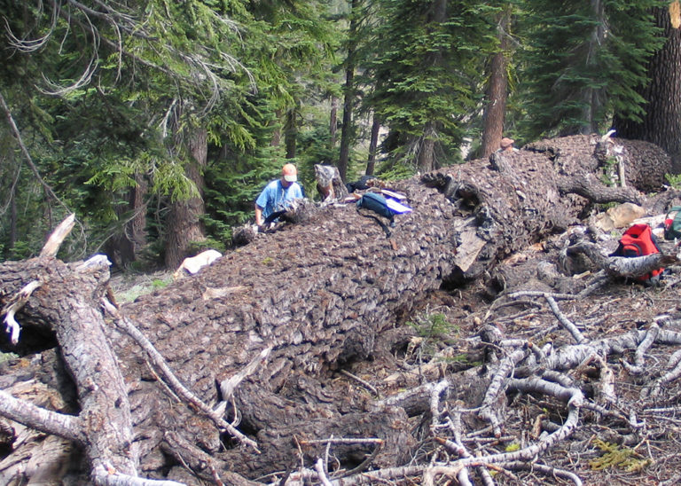 people standing over a fallen over tree