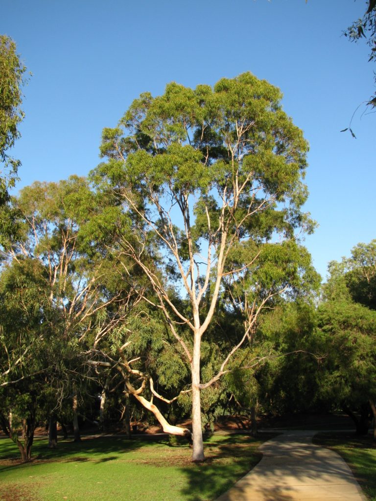 a tree near some other trees on some grass