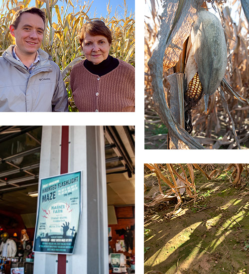 A photo collage of scenes from a corn maze: researchers standing against corn, a withering corn stalk, the floor of a cornmaze covered in a light green film, the flyer advertising the corn maze.