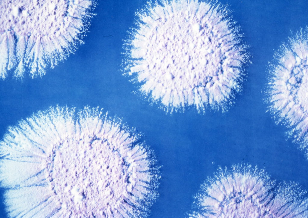 Streptomyces