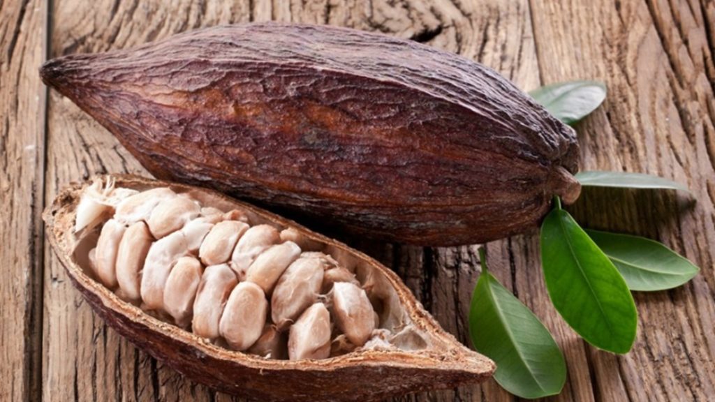 a cacao pod