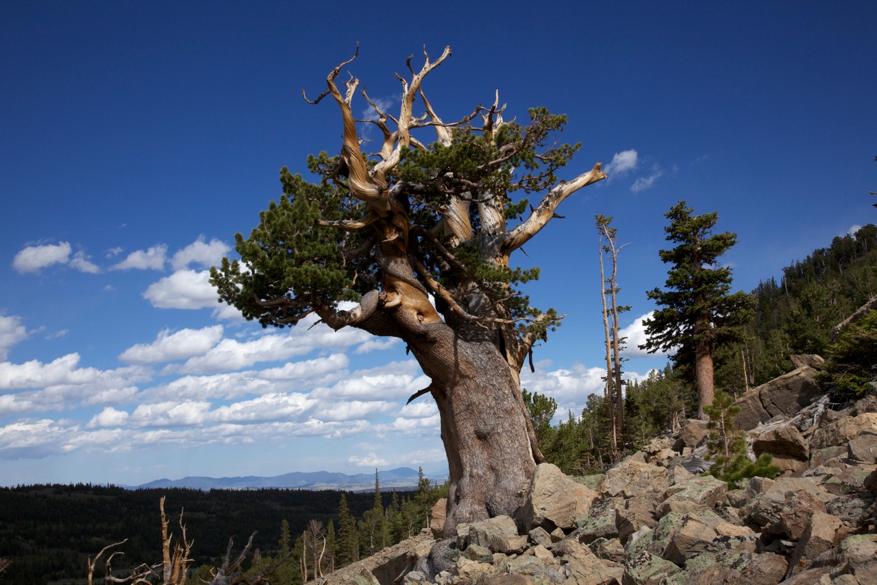 Conifer with twisted branches in a rocky landscape under a blue sky with clouds.