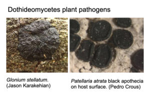 plant pathogens