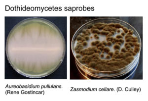 saprobes