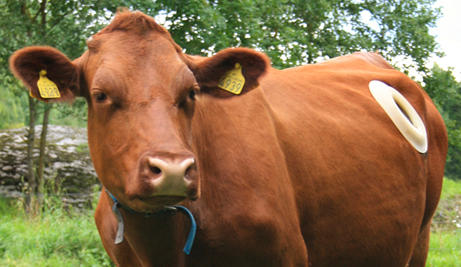 a brown fistulated cow stands in a pasture