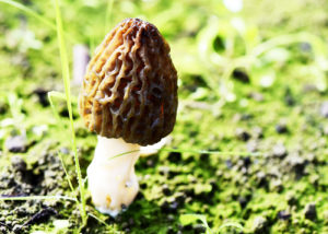 a morel mushroom