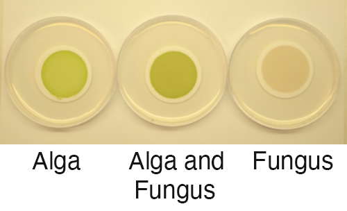 petri dishes of alga and fungus