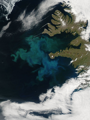 Satellite image of Iceland with swirling blue and green patterns in the ocean, indicating a phytoplankton bloom