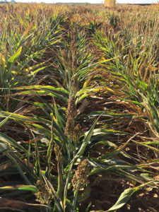 A field of sorghum