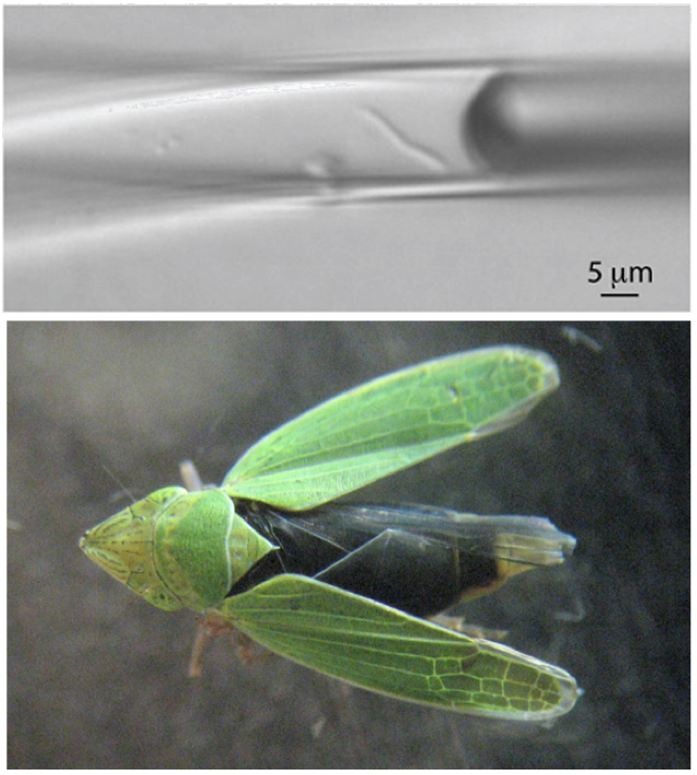 Top: blurry gray image reads 5um; Below: a green, winged insect