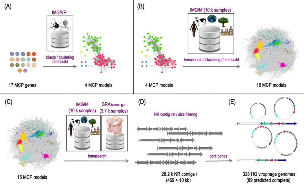 a pipeline of the virophage process