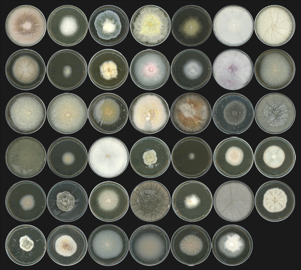 Array of Petri dishes with Aspergillus mycobiota on a black backdrop.