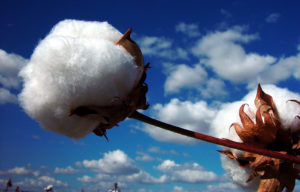 a ball of cotton