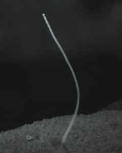 a filament of CA thiomagarita