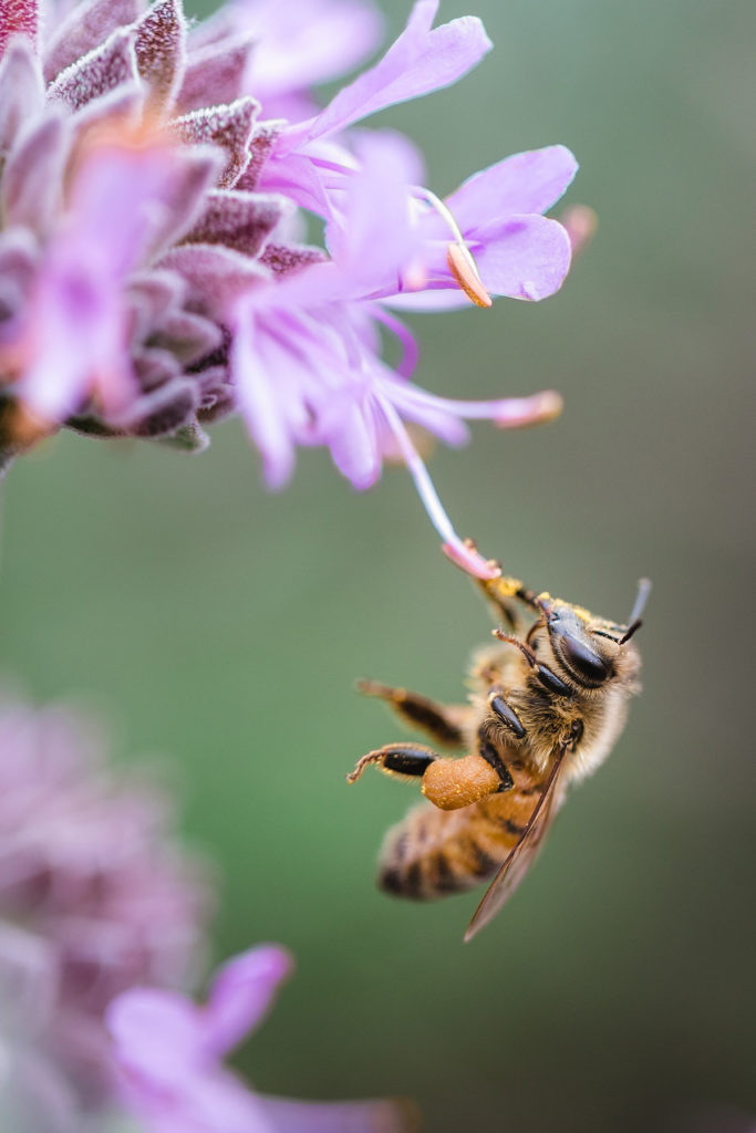 a bee landing on a flower