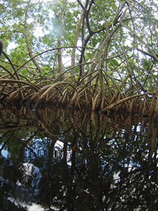 Angled shot of mangroves in Guadeloupe