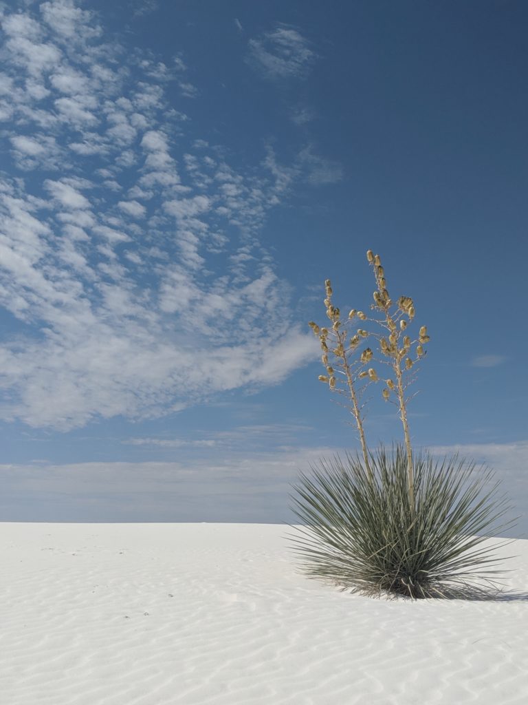 a plant in sand