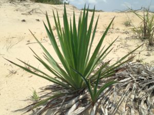 a plant in sand