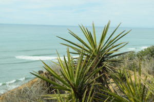 plant by the ocean