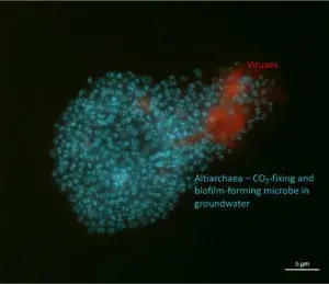 A fluorescence micrograph showing Altiarchaea microbes in blue with associated viruses highlighted in red, illustrating CO₂-fixing biofilm formation in groundwater.