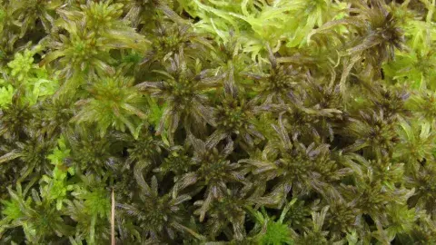 A close-up photograph of vibrant green and brown Sphagnum moss, showcasing its intricate star-shaped leaf structures.