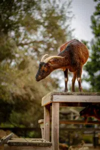 A brown goat with small white horns stands on top of a wooden platform.