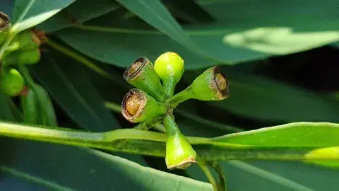 Close-up of eucalyptus stem with brown-edged buds and green leaves