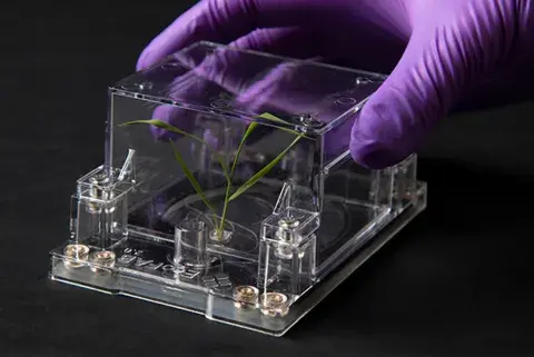 a gloved hand places a lid on an ecoFAB chamber designed to replicate experiments