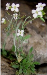 Arabidopsis lyrata(Image by OutiSavolainen, University of Oulu, Finland)