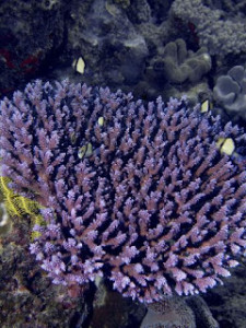 Acroporatable coral on the Great Barrier Reef  (Image (c) Pete Faulkner, Mission:awareness/Marine Photobank")