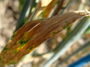 Septoria tritici blotch on wheat (Courtesy of Gert Kema, Wageningen UR)