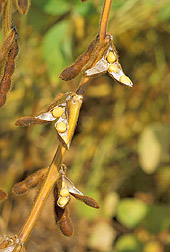 Soybean, one of the plants studied using GreenCut (Scott Bauer, USDA)